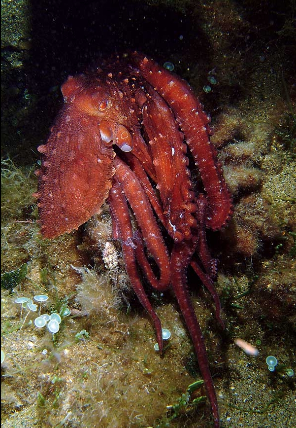 Octopus macropus (Polpessa)